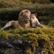 Just some happy lions.